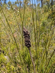 Xanthorrhoea minor minor