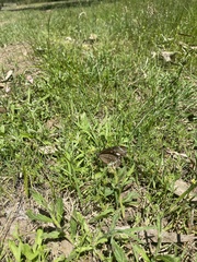 Euploea core corinna