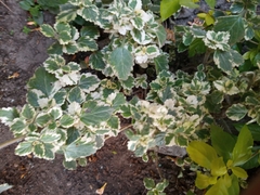 Malvella leprosa