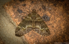 Crasilogia gressitti