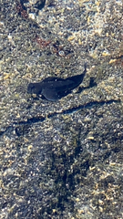 Istiblennius