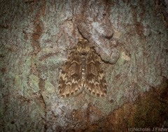 Scaphidriotis xylogramma