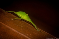 Mastighaphoides haffneri