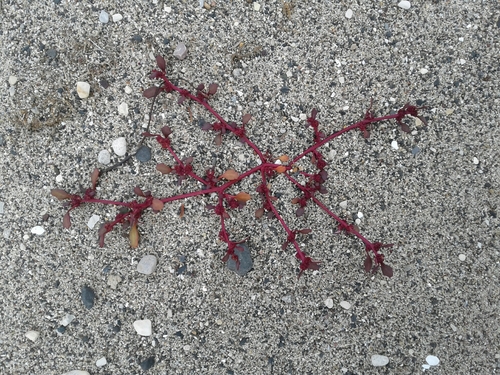 Rocky Mountain goosefoot (Chenopodium salinum)