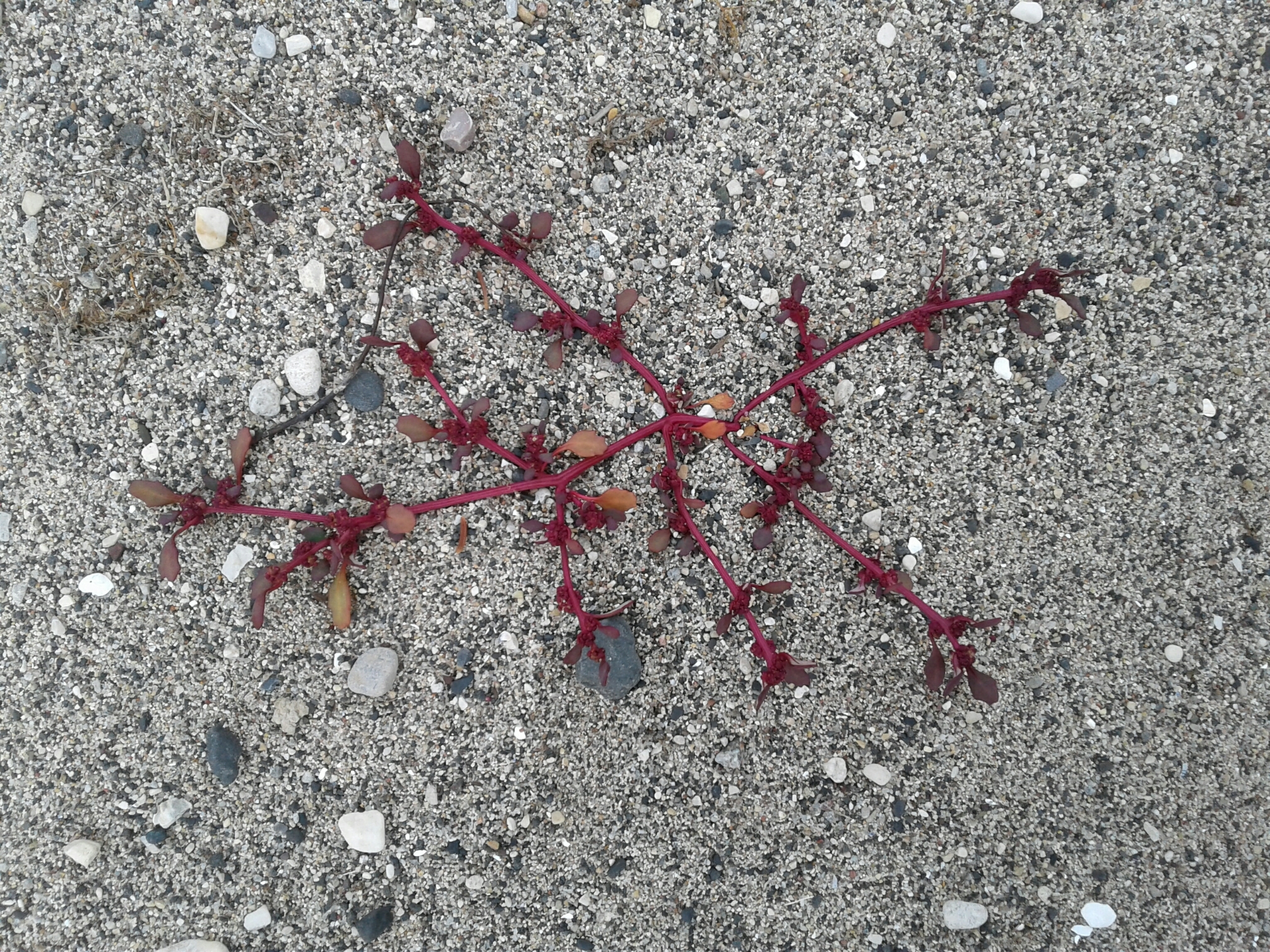 Chenopodium glaucum var. salinum