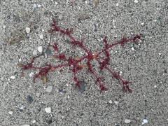 Oxybasis glauca salina