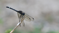 Dythemis