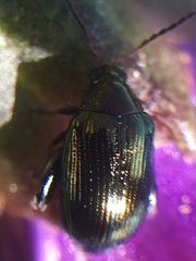 Psylliodes brettinghami