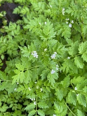 Valeriana chaerophylloides