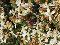 Olearia ramulosa