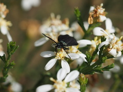 Olearia ramulosa