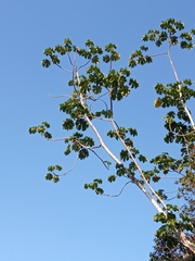 Cecropia obtusifolia