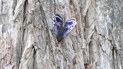 Myscelia ethusa ethusa