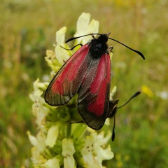 Zygaena purpuralis
