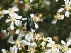 Olearia ramulosa