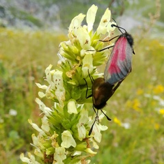 Zygaena purpuralis