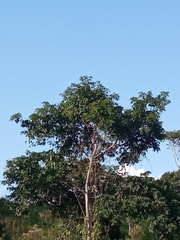 Cecropia obtusifolia