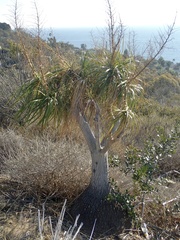 Beaucarnea recurvata