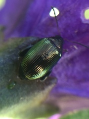 Psylliodes brettinghami