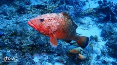 Epinephelus guttatus