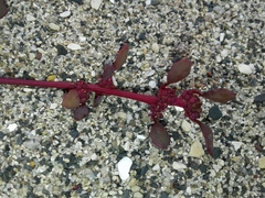 Oxybasis glauca salina