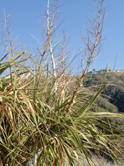 Beaucarnea recurvata