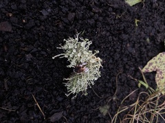 Ramalina paludosa