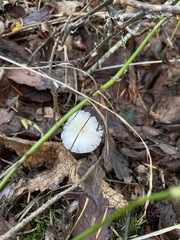 Marasmius calhouniae