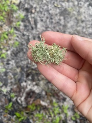 Ramalina paludosa