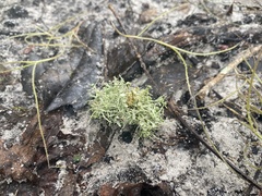 Ramalina paludosa