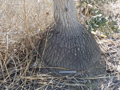 Beaucarnea recurvata