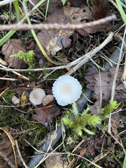 Marasmius calhouniae