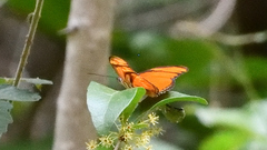 Dryas iulia moderata