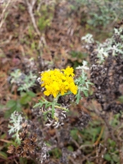 Eriophyllum staechadifolium