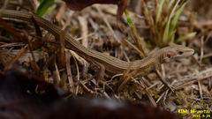 Takydromus wolteri