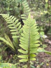 Polypodioideae