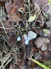 Marasmius calhouniae