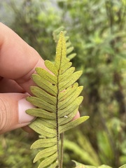 Polypodioideae