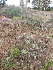 Eriophyllum staechadifolium