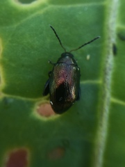 Psylliodes brettinghami