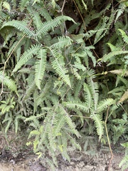 Gleicheniaceae