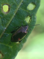 Psylliodes brettinghami