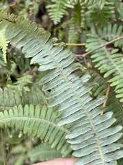Gleicheniaceae