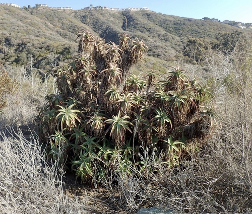 Aloe arborescens