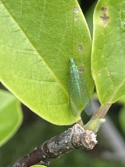 Mallada tripunctatus