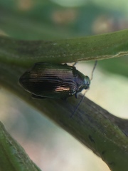 Psylliodes brettinghami