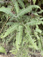 Gleicheniaceae
