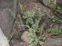 Descurainia pinnata
