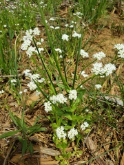 Valerianella umbilicata