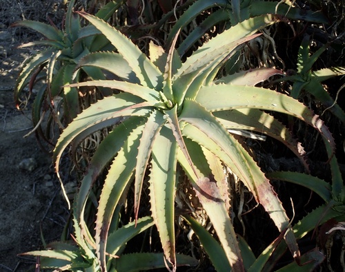 Aloe arborescens